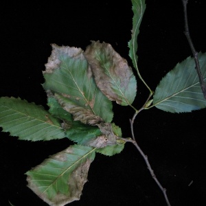 Brunissement des feuilles du charme 