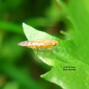 Mouche jaune du froment