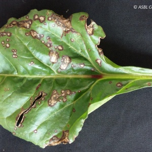Bactériose foliaire (Pseudomonas syringae) | Betterave