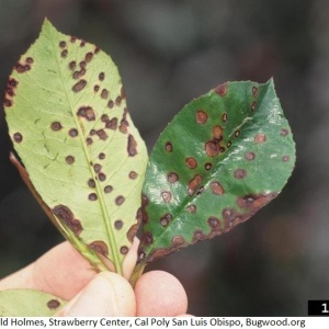 Entomosporiose du photinia