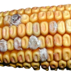 Fusariose de l’épi et du grain | maïs