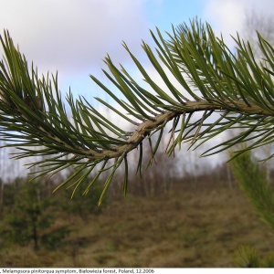 Rouille courbeuse | pin