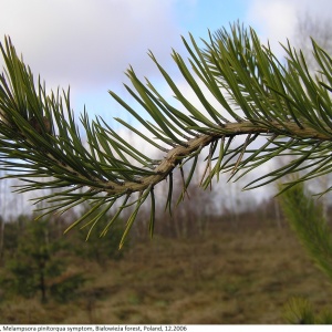 Rouille courbeuse des rameaux de pin