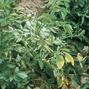 Virus de l'enroulement PRLV de la pomme de terre