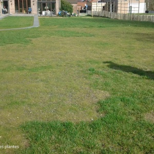 Fonte de semis ou Pythium | Gazon
