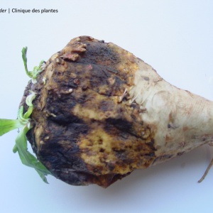 Rhizoctone brun | Chicorée