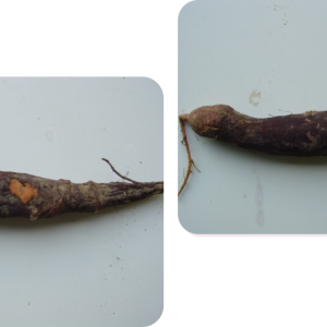Rhizoctone violet | carotte
