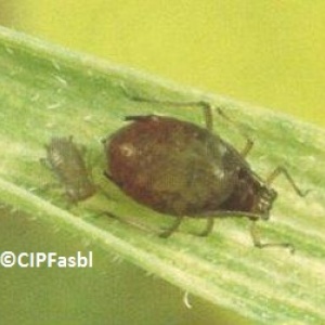 Pucerons en culture de froment  (Rhopalosiphum padi)