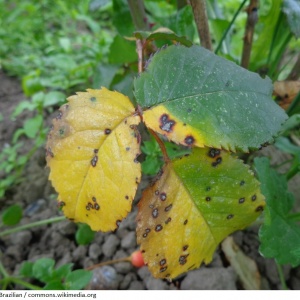 Anthracnose | Rosier