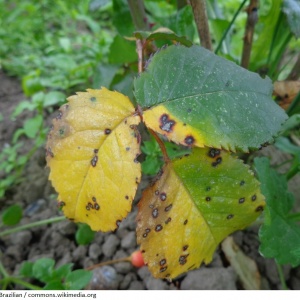 Anthracnose du rosier