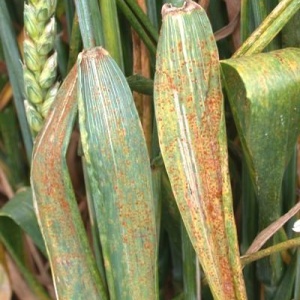 Rouille brune | Froment