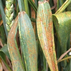 Rouille brune du froment