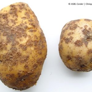 Gale commune | Pomme de terre