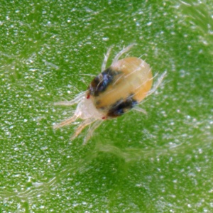 Araignée jaune tisserand de la vigne (acarien)