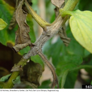 Pourriture grise en culture de tomates