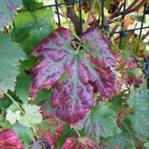 Virus de l’enroulement de la vigne